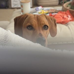 Meet your Posher, Sam